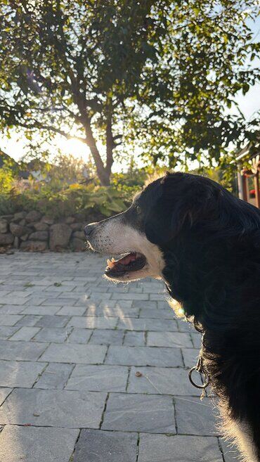 gazdovsky dvor u kartacov