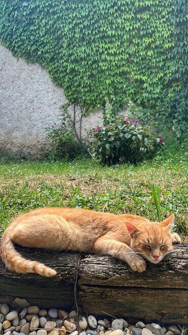 gazdovsky dvor u kartacov