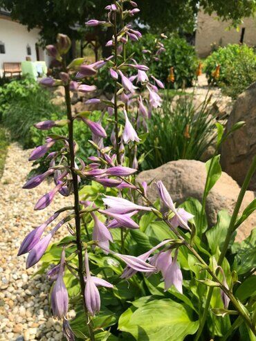 gazdovsky dvor u kartacov