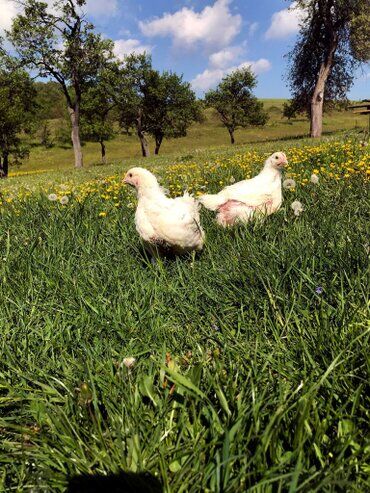 gazdovsky dvor u kartacov