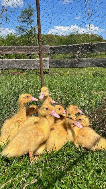 gazdovsky dvor u kartacov