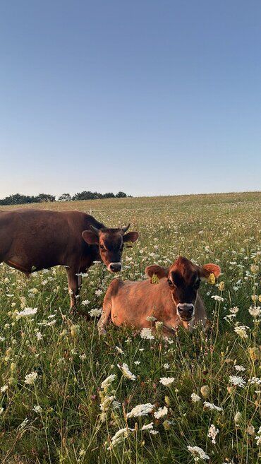 gazdovsky dvor u kartacov