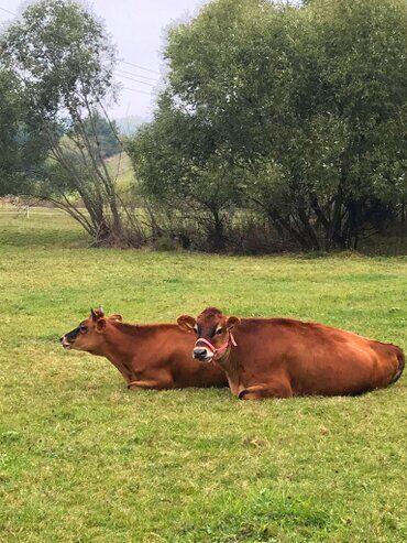 gazdovsky dvor u kartacov