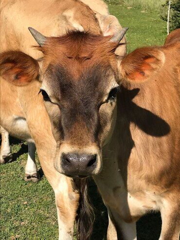 gazdovsky dvor u kartacov