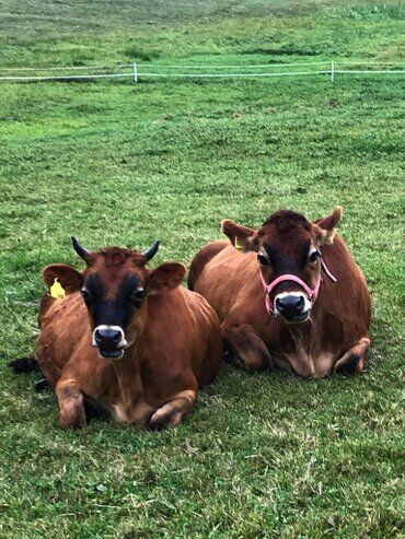 gazdovsky dvor u kartacov