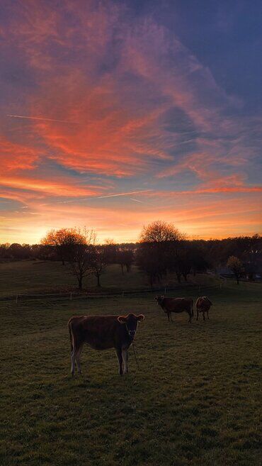 gazdovsky dvor u kartacov
