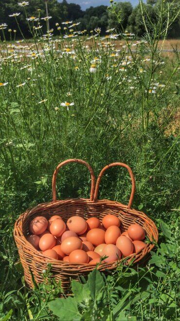 gazdovsky dvor u kartacov