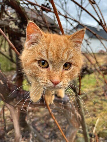 gazdovsky dvor u kartacov