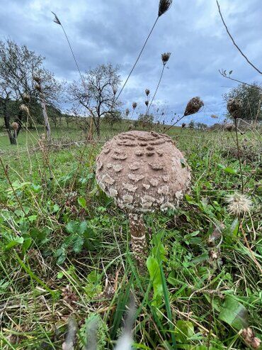 gazdovsky dvor u kartacov